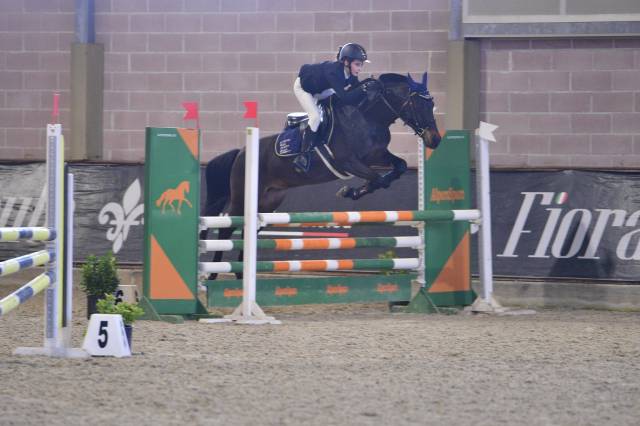 Hongre PFS Poney Fran&ccedil;ais de Selle A vendre 2013 Bai brun