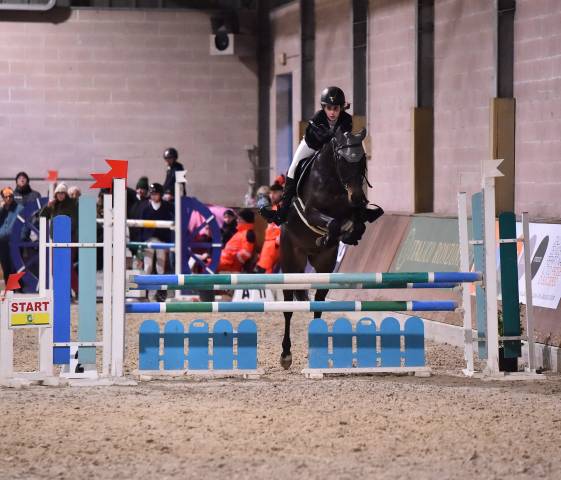 Hongre PFS Poney Fran&ccedil;ais de Selle A vendre 2013 Bai brun