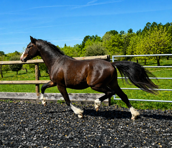 Poney - PFS - 2ans - Dressage - France