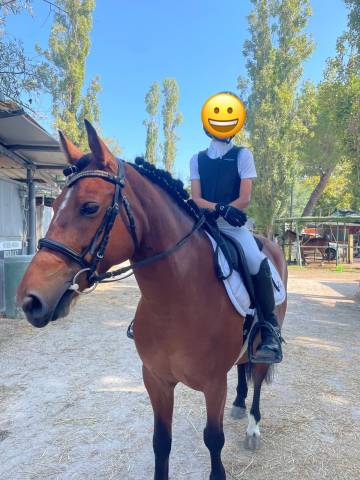 Pouliche Poney de Selle Anglais A vendre 2017 Bai