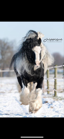 Poulain Irish Cob 