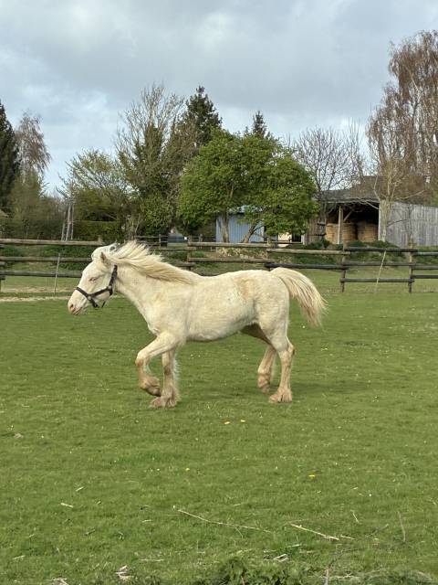 Pouliche welsh cob D creme 