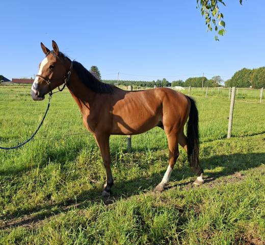 2 ans - Hongre - CSO
