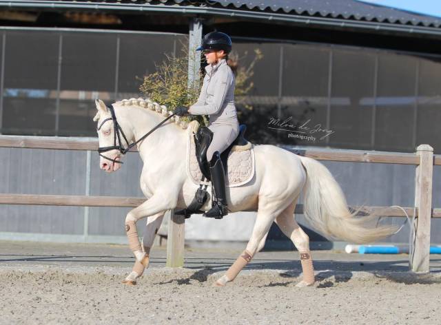 Hongre Poney de Selle Belge A vendre 2015 Cremello