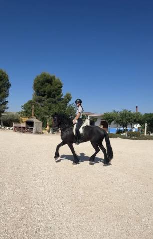 Hongre Frison A vendre 2019 Noir