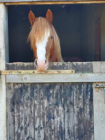 Welsh Cob 3 ans &ndash; D&eacute;bourr&eacute; &ndash; Orient&eacute; CCE 