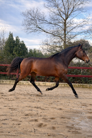 Jument - Lusitanien X KWPN  - 5 ans - Dressage - France