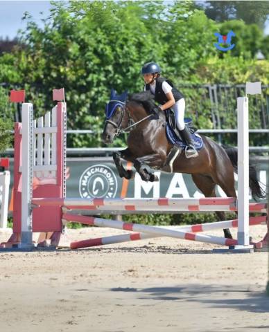 Jument PFS Poney Fran&ccedil;ais de Selle A vendre 2013 Noir