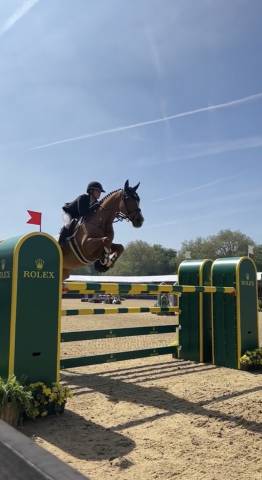 Jument KWPN Cheval de Sport N&eacute;erlandais A vendre 2020 Alezan