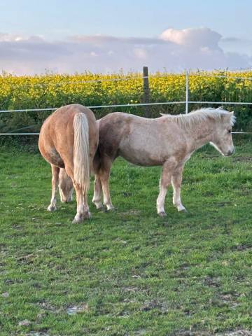 À vendre poulain d’un an