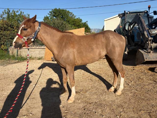 Prince &ndash; Poney ONCP type Welsh &ndash; N&eacute; le 5 janvier 2022