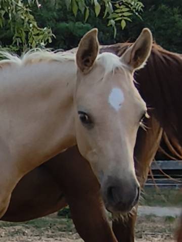 Magnifique poulain welsh part bred palomino