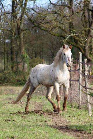 Photo cheval