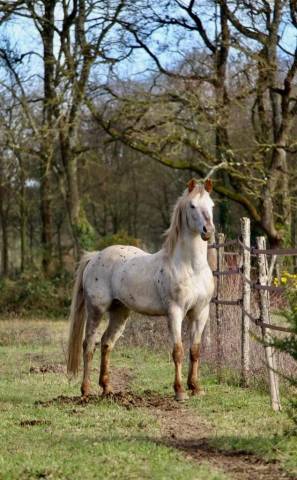 Photo cheval