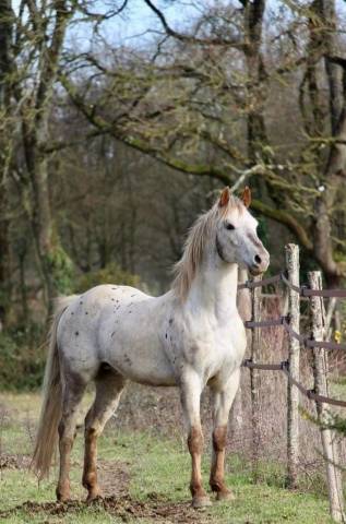 Photo cheval