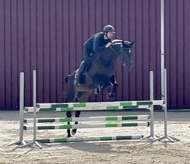 Superbe jument, BWP, 8 ans, +- 1m64