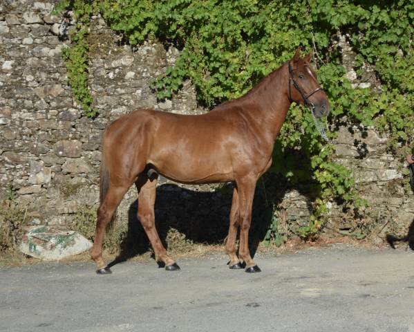 SF DE 4 ANS PAR QUARTZ ROUGE x CALVARO