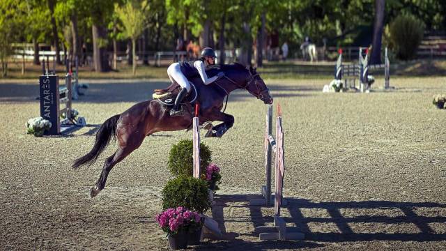 JHONNY DU THAR &ndash; Hongre SF &ndash; 7 ans &ndash; 1,73 m
