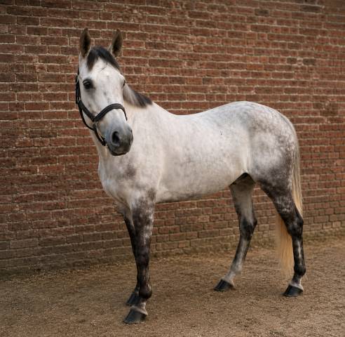 Jument Cheval de Sport Irlandais A vendre 2020 Gris