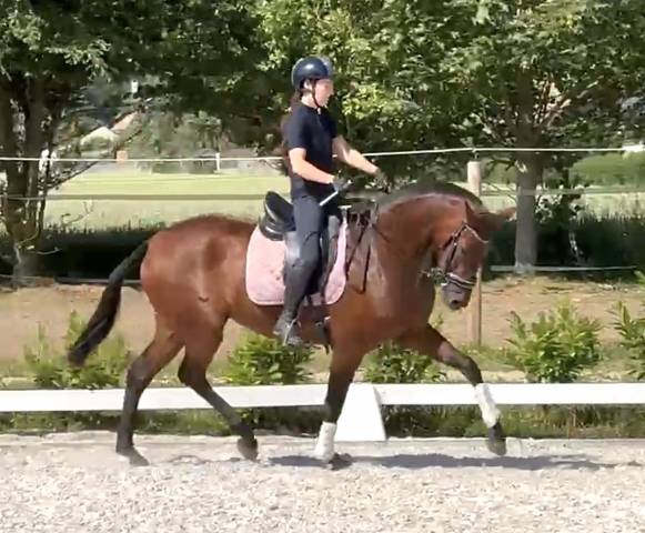 Splendide jument PRE de 5 ans 