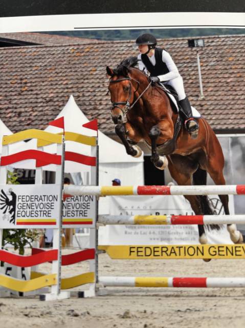 Jument KWPN 6 ans x-rays RAS prospect Am1/Elite/Hunter