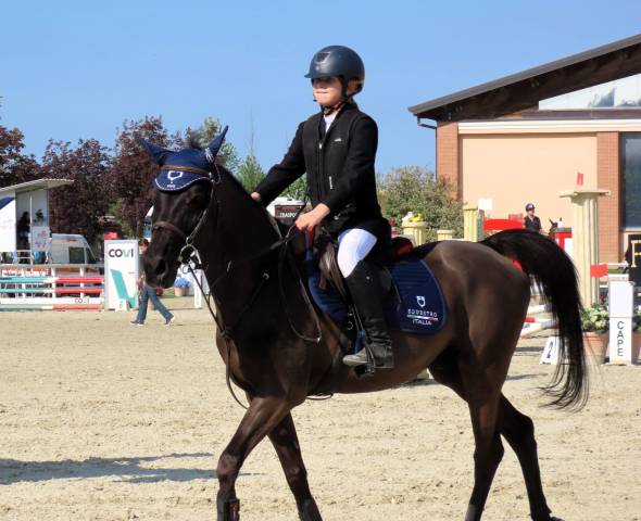 Hongre PFS Poney Fran&ccedil;ais de Selle A vendre 2015 Bai brun