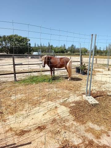 Pouliche Welsh Poney (Section A) A vendre 2023 Alezan