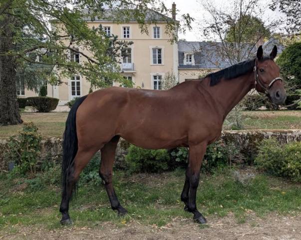Jument hanovrienne de dressage - pr&ecirc;te Am2 GP 