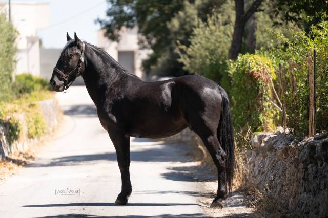 Etalon Murgese A vendre 2023 Noir par ATLETICONAPOLITANO