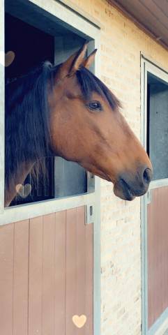 Hongre PRE Pure Race Espagnole A vendre 2013 Brun