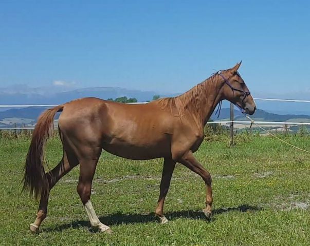 pouliniere trotteur francais a vendre