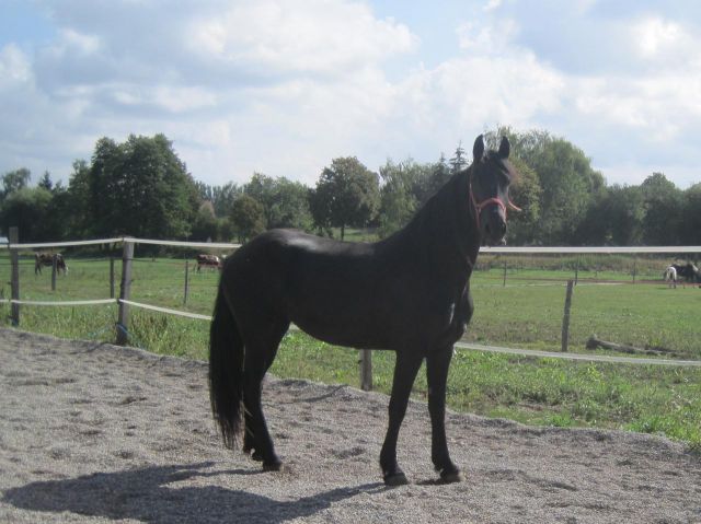 van pour chevaux donner