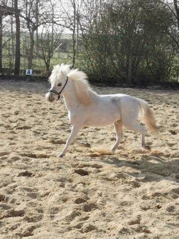 Poney palomino shop a vendre