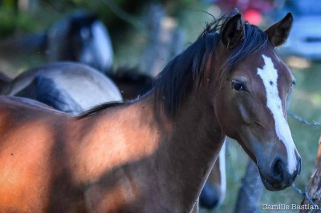 Poney D SPORT