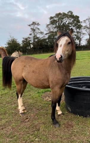 L'Artiste- Poney Welsh (cat B) à vendre