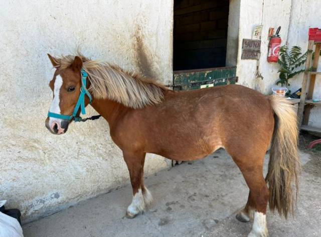 Poney alezan a top vendre