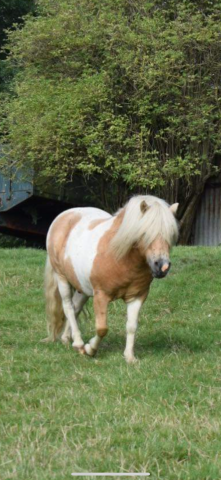 Cheval pie palomino top a vendre