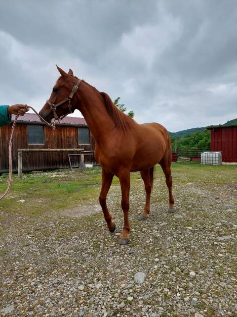 NADIA de Pisterotes, pouliche pur-sang arabe 5 ans