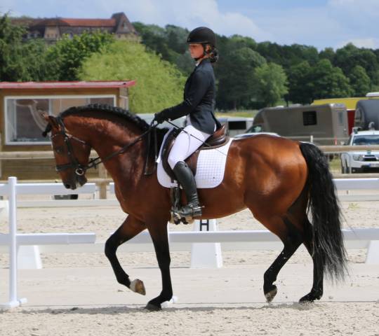 Superbe lusitanien mâle 6 ans pour dressage classique