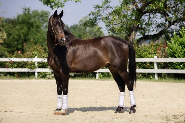 hongre KWPN dressage