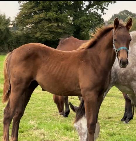 Foal hongre par Hurricane de Champloue