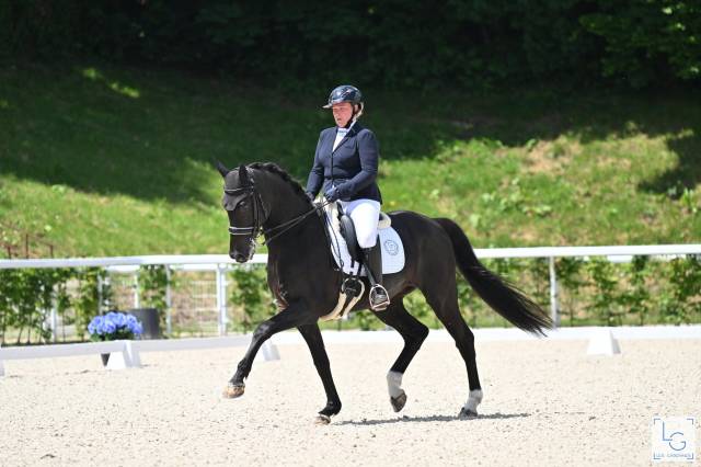 Hongre de 13 ans GP horse