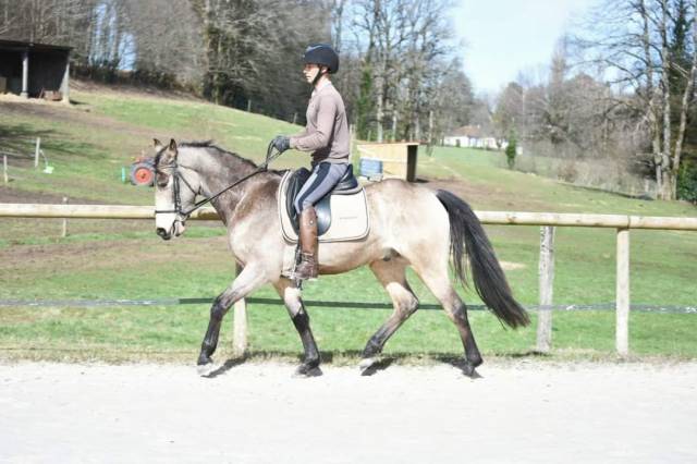 Cheval 5 ans dressage, cso , cce