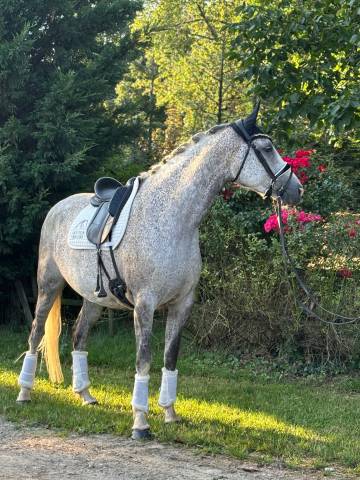 Jument Dressage 11 ans 