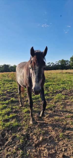 Adorable hongre de 3 ans 