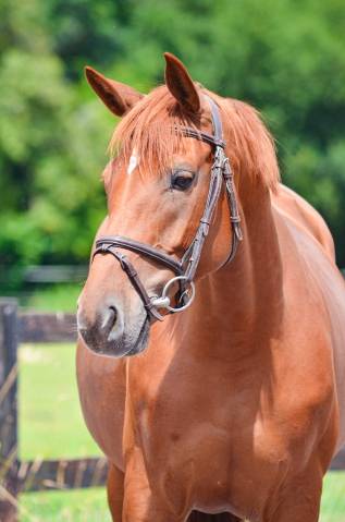 Jument de 9 ans par OLYMPIC DE SAVIGNY