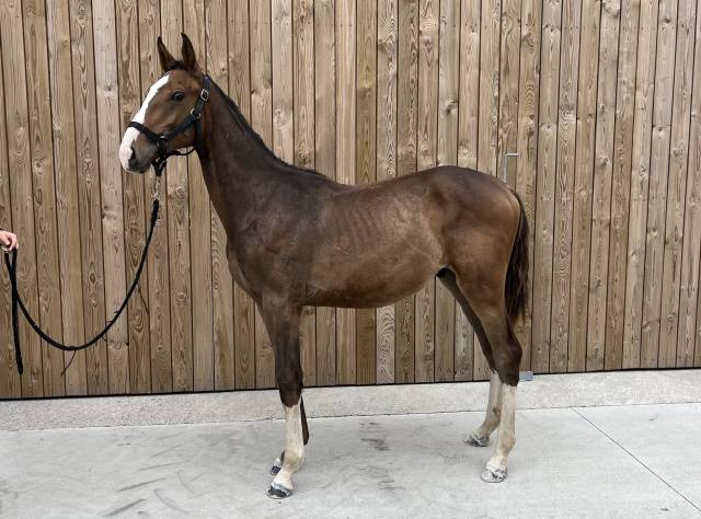 Poulain - 1,5 ans - Cheval de Sport Belge (SBS)