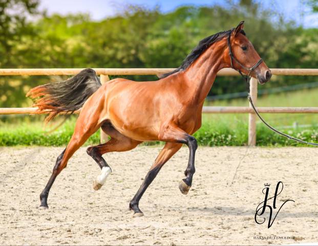 Pouliche de 2 ans par Vitalis x Apache 