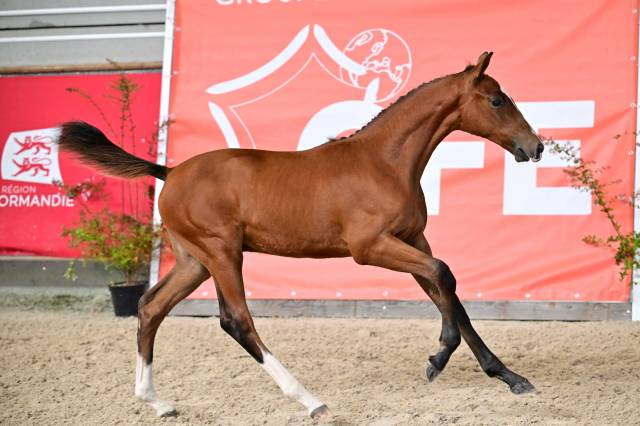 Magnifique Foal par Freud de Kreisker