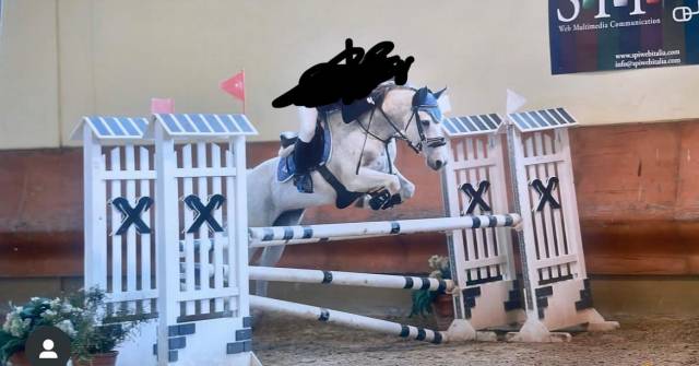 Hongre Poney de Selle Anglais A vendre 2012 Gris